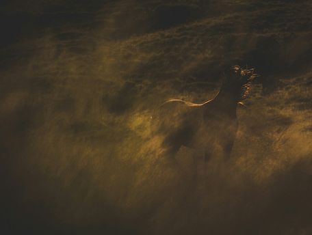 A horse in a field during sunset