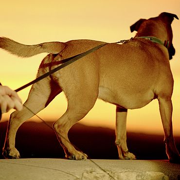 Vom Jungen Hund