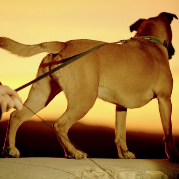 Vom Jungen Hund