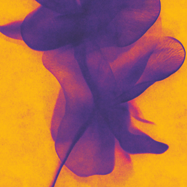Motive purple, yellow