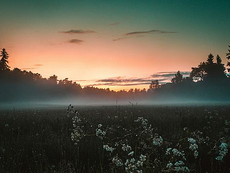 Eine Wiese bei Sonnenaufgang