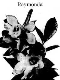 Raymonda (Programm)